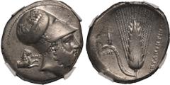 MAGNA GRAECIA. LUCANIA, METAPONTION. Silver distater, circa 340-330 BC. Ape-, magistrate. Obv: head of Leukippos right, wearing Corinthian helmet ornamented with racing quadriga on the bowl and hippoc