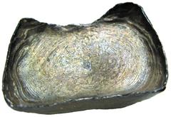 COINS CHINA Sycees / Ingots No.: 127 Estimate: US$ 300 CHINA, ANCIENT CHINESE COINS, Sycees / Ingots, Ming Dynasty: Silver 10-Tael Sycee, rectangle boat-shaped, 310g. Extremely fine and rare. Estimate