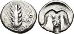 Greek LUCANIA, Metapontion. Circa 470-440 BC. AR Sixth Nomos – Triobol (12mm, 1.11 g, 6h). Ear of barley with five grains / Incuse boukranion. Noe 264–296 var. (orientation of ethnic); HN Italy 1487. 