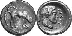 Sicily Segesta Estimate: CHF 3'500.00 Didrachm (Silver, 8.79 g 8), c. 470-460. Hunting dog (the river-god Krimisos) standing to right, sniffing the ground. Rev. Head of Aigeste to right, wearing a nec