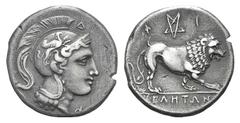 Lucania, Velia AR Didrachm. Lucania, Velia AR Didrachm. c. 300-280. Helmeted head of Athena r., helmet decorated with griffin / Lion standing r.; above, pentagram. Williams 426; HNItaly 1306. 7.30g, 2